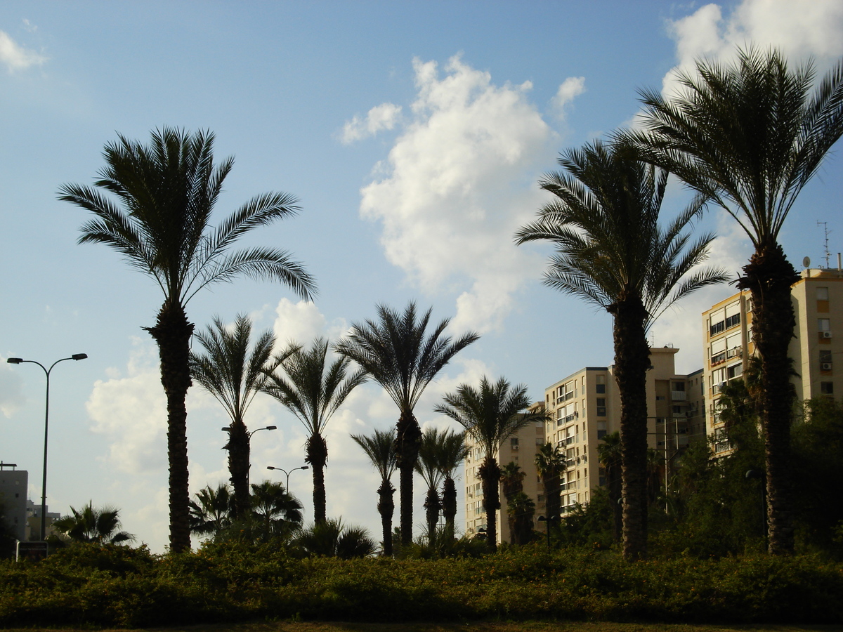 รูปถ่าย อิสราเอล(Israel) เทลอาวีฟ(Tel Aviv) 2006-12 85