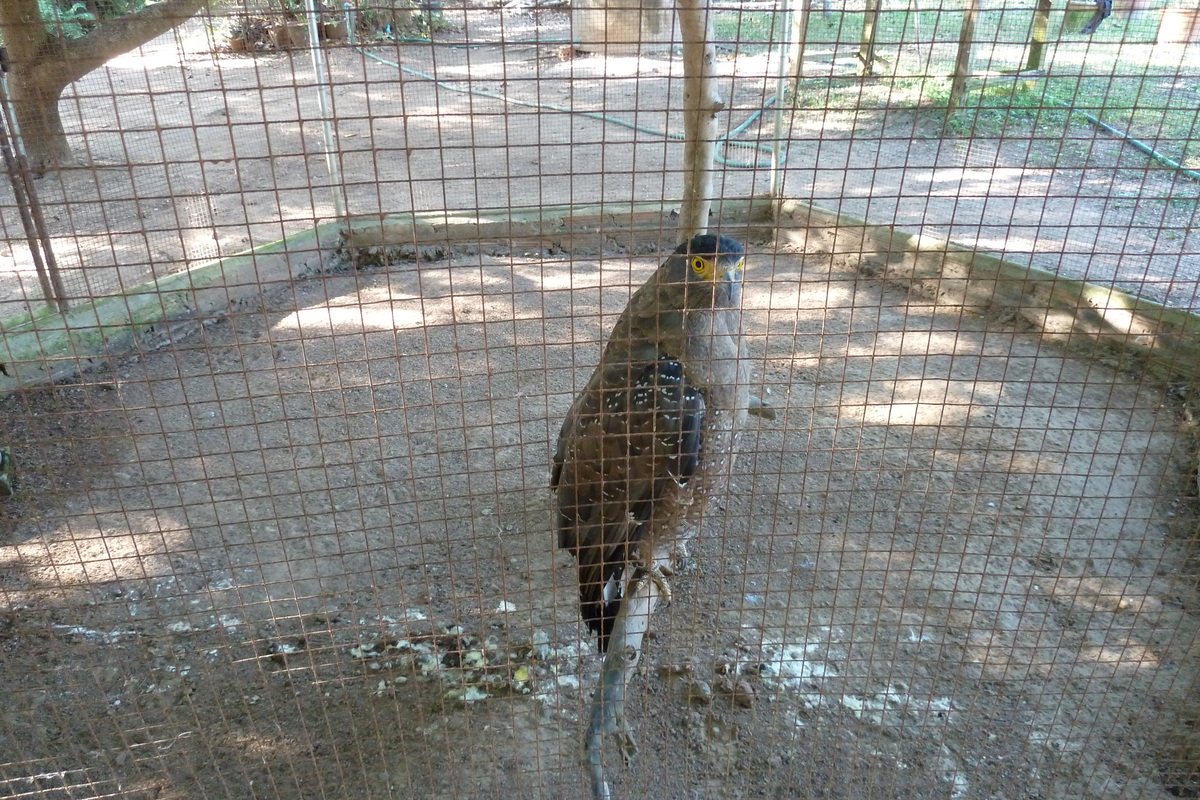 รูปถ่าย ไทย(Thailand) เชียงใหม่(Chiang Mai) ฟาร์มงูแม่สา(Mae Sa Snake Farm) 2010-12 74
