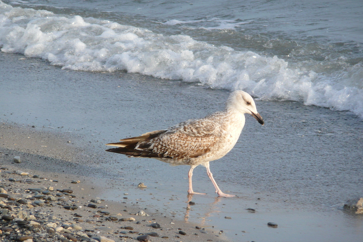 รูปถ่าย ฝรั่งเศส(France) คานส์(Cannes) หาดทราย(Beach) 2008-04 3