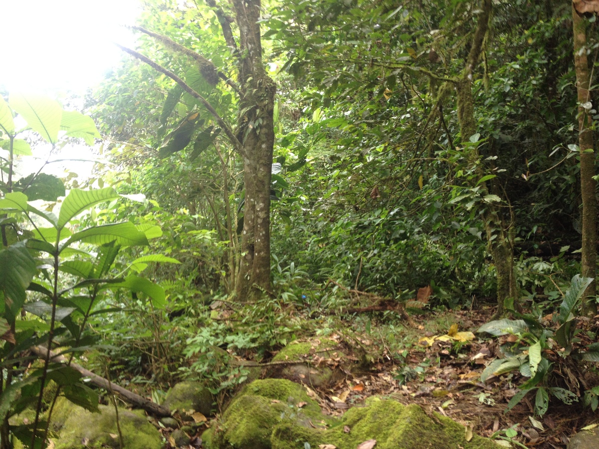 รูปถ่าย คอสตาริกา(Costa Rica) แม่น้ำปากัวเร(Pacuare River) 2015-03 141