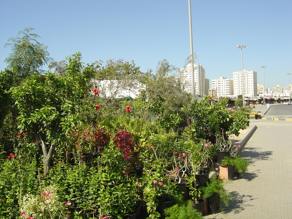 รูปถ่าย สหรัฐอาหรับเอมิเรตส์(United Arab Emirates) ชาร์จา(Sharjah) 2005-03 18