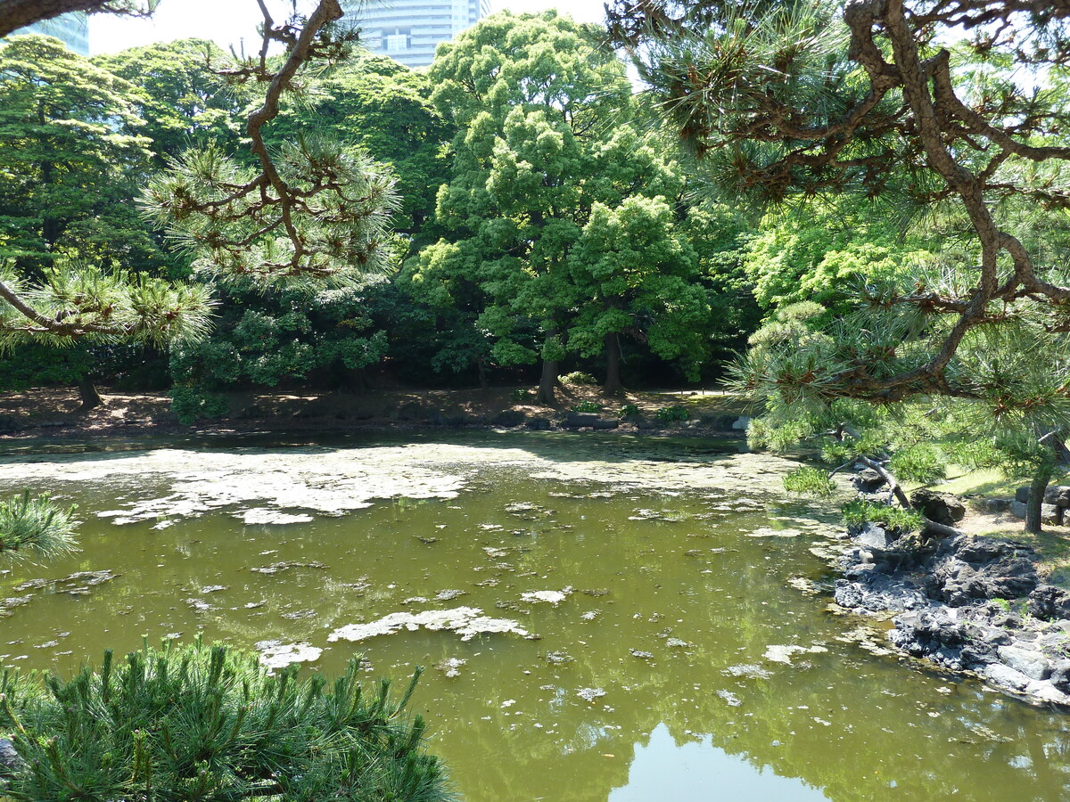 รูปถ่าย ญี่ปุ่น(Japan) โตเกียว(Tokyo) สวนฮามะริคิว(Hama rikyu Gardens) 2010-06 83