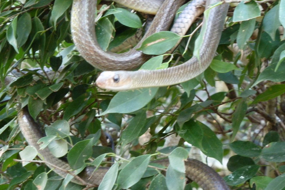 รูปถ่าย ไทย(Thailand) เชียงใหม่(Chiang Mai) ฟาร์มงูแม่สา(Mae Sa Snake Farm) 2010-12 58