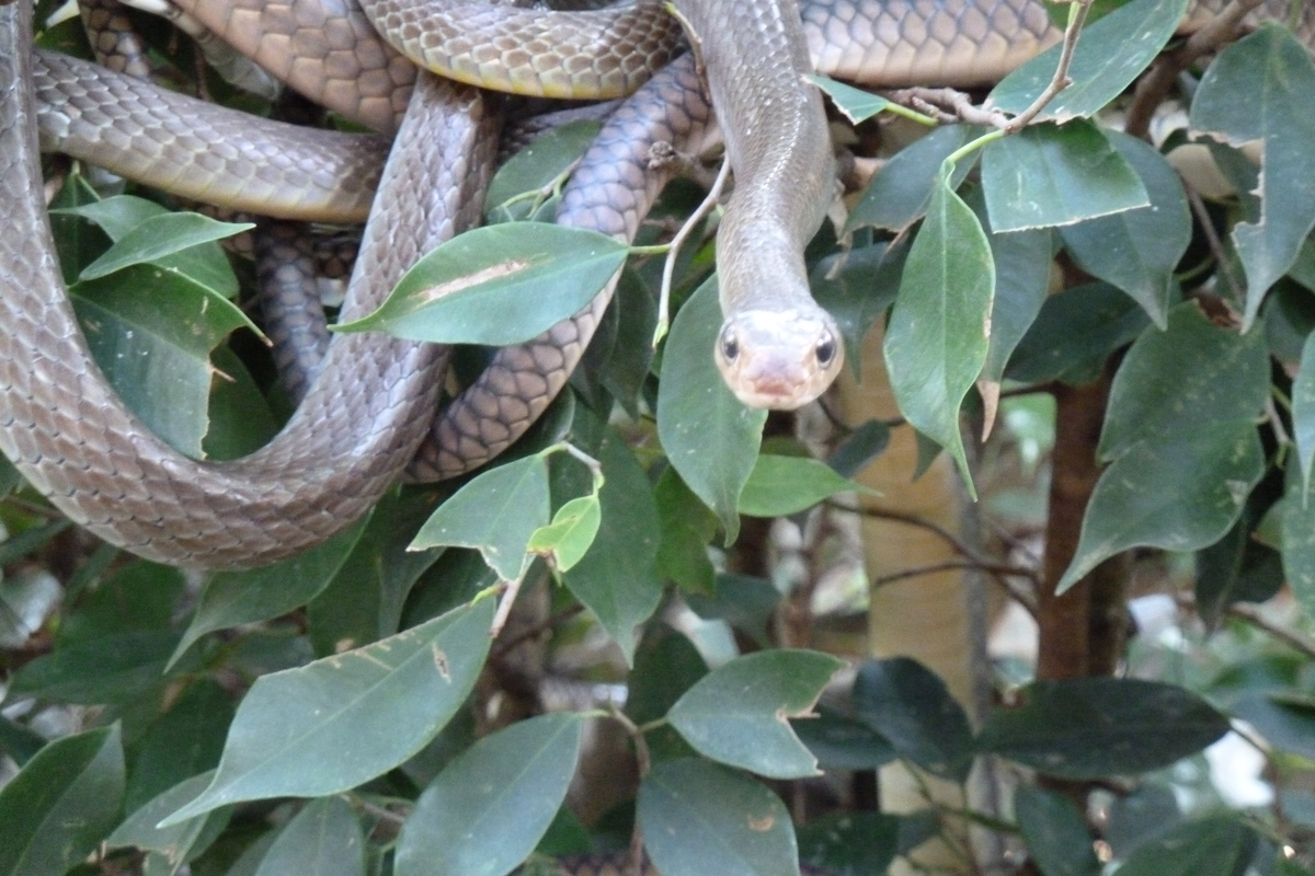 รูปถ่าย ไทย(Thailand) เชียงใหม่(Chiang Mai) ฟาร์มงูแม่สา(Mae Sa Snake Farm) 2010-12 72