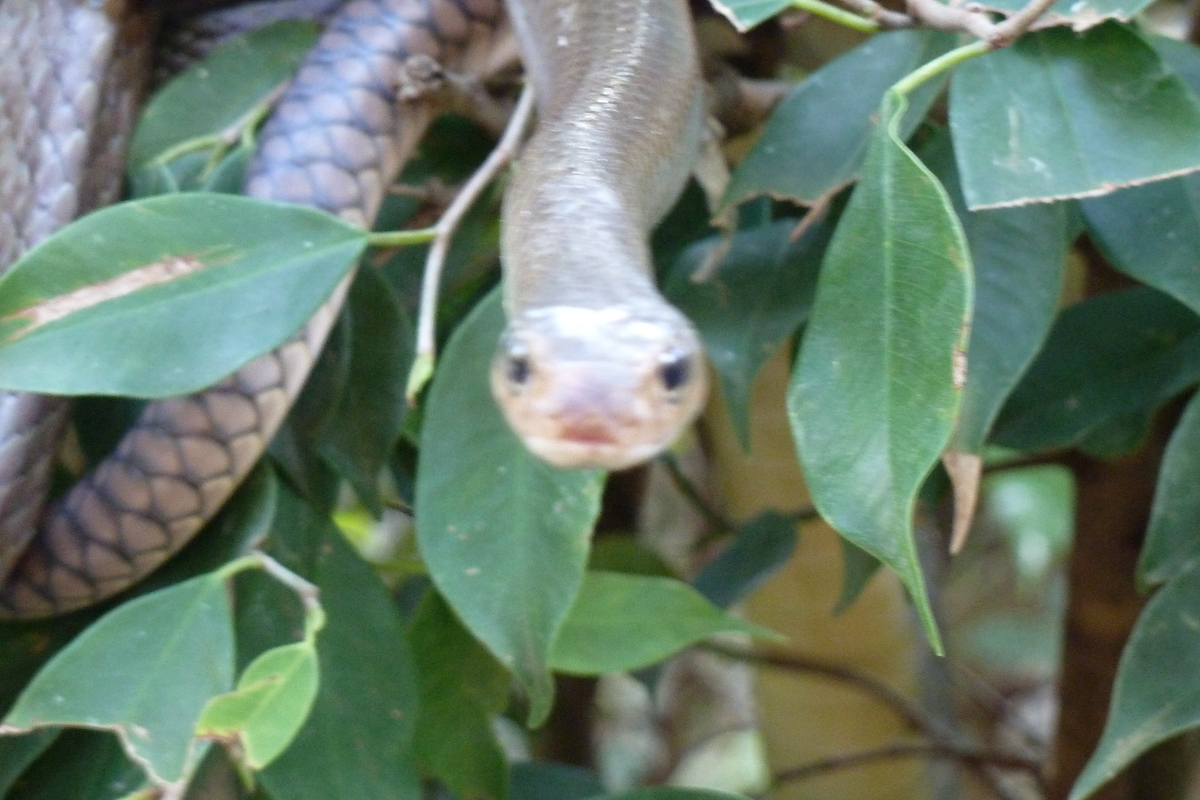 รูปถ่าย ไทย(Thailand) เชียงใหม่(Chiang Mai) ฟาร์มงูแม่สา(Mae Sa Snake Farm) 2010-12 73