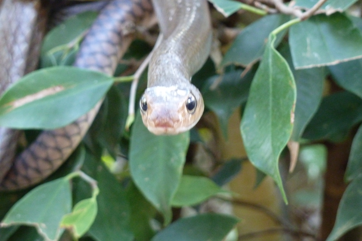 รูปถ่าย ไทย(Thailand) เชียงใหม่(Chiang Mai) ฟาร์มงูแม่สา(Mae Sa Snake Farm) 2010-12 69