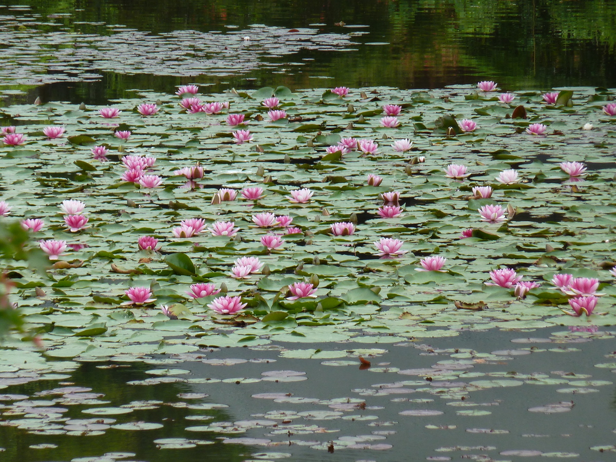 รูปถ่าย ญี่ปุ่น(Japan) เกียวโต(Kyoto) วัดเรียวอันจิ(Ryoanji Temple) 2010-06 73