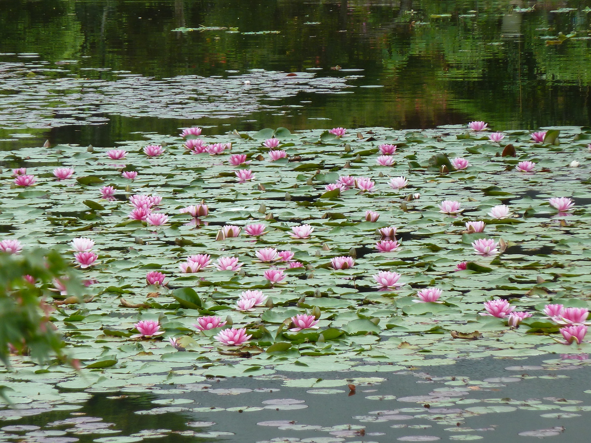รูปถ่าย ญี่ปุ่น(Japan) เกียวโต(Kyoto) วัดเรียวอันจิ(Ryoanji Temple) 2010-06 81
