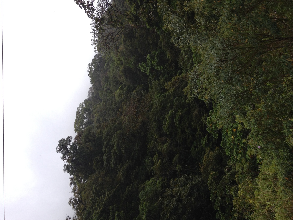 รูปถ่าย ปานามา(Panama) จากดาบิดไปโบกัสเดลโตโร(David to Bocas del toro) 2015-03 99