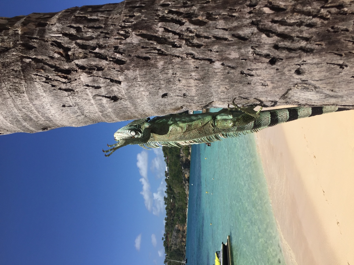 รูปถ่าย กวาเดอลูป(Guadeloupe) หาดลาการาแวล(La Caravelle Beach) 2021-02 115