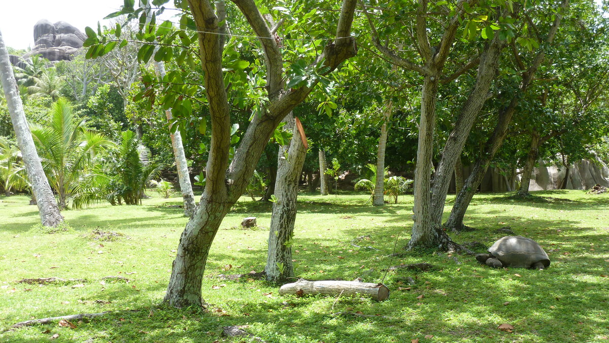รูปถ่าย เซเชลส์(Seychelles) เกาะกร็องด์เซอร์(Grande Soeur) 2011-10 37