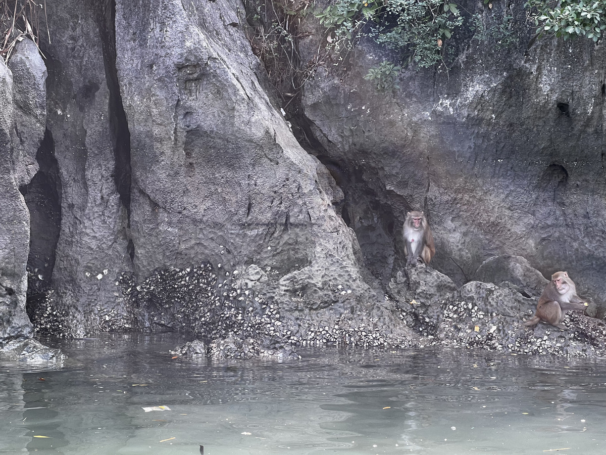 รูปถ่าย เวียดนาม(Vietnam) อ่าวฮาลอง(Ha Long Bay) 2024-01 88