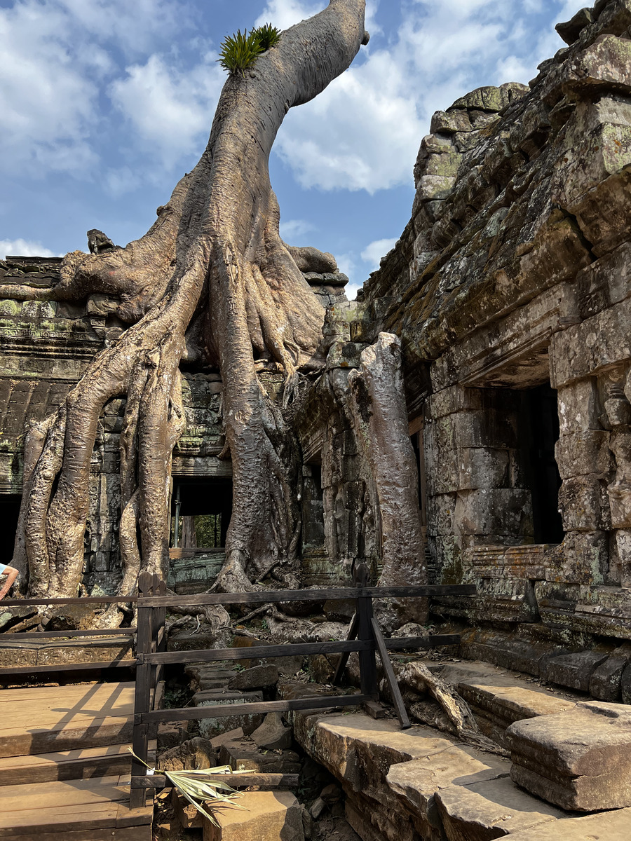 รูปถ่าย กัมพูชา(Cambodia) เสียมราฐ(Siem Reap) ปราสาทตาพรหม(Ta Prohm) 2023-01 73