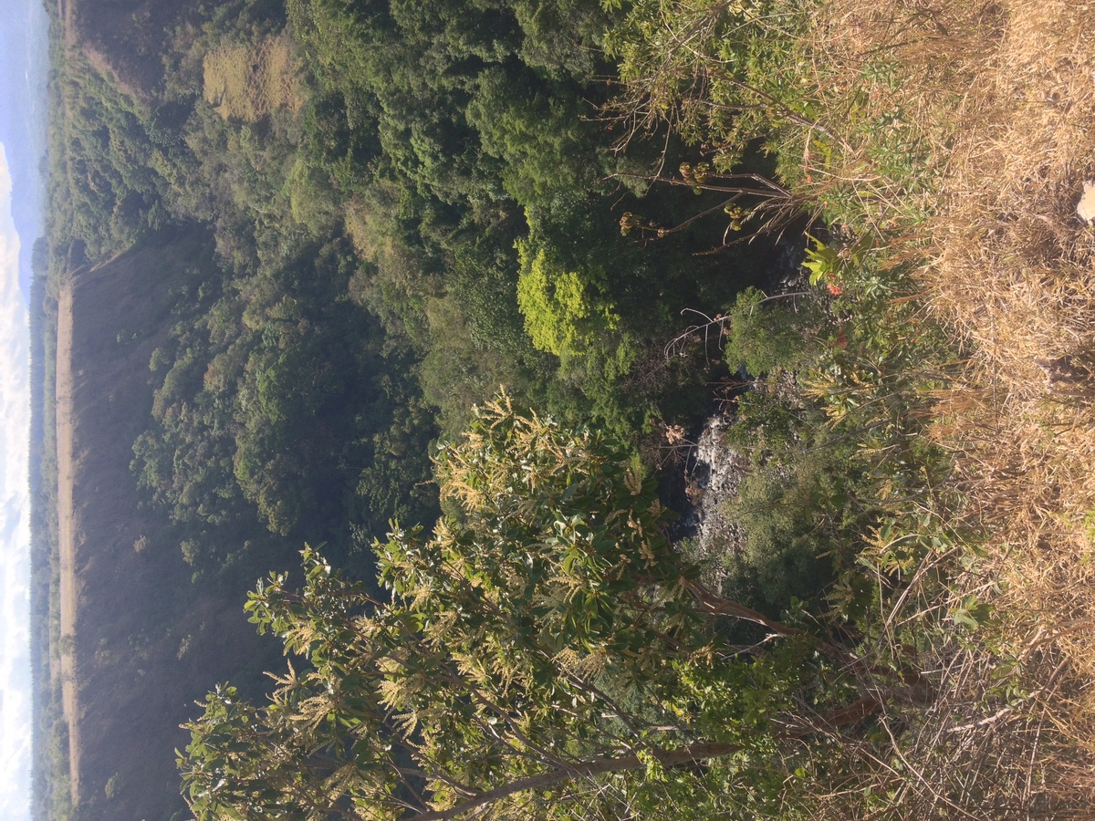 รูปถ่าย ปานามา(Panama) โบเกเต(Boquete) 2015-03 142