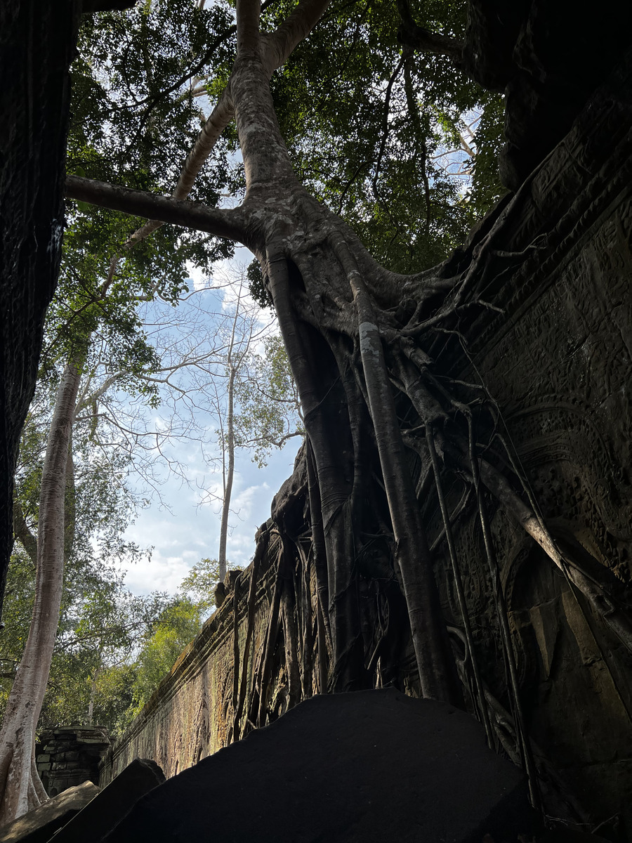 รูปถ่าย กัมพูชา(Cambodia) เสียมราฐ(Siem Reap) ปราสาทตาพรหม(Ta Prohm) 2023-01 4