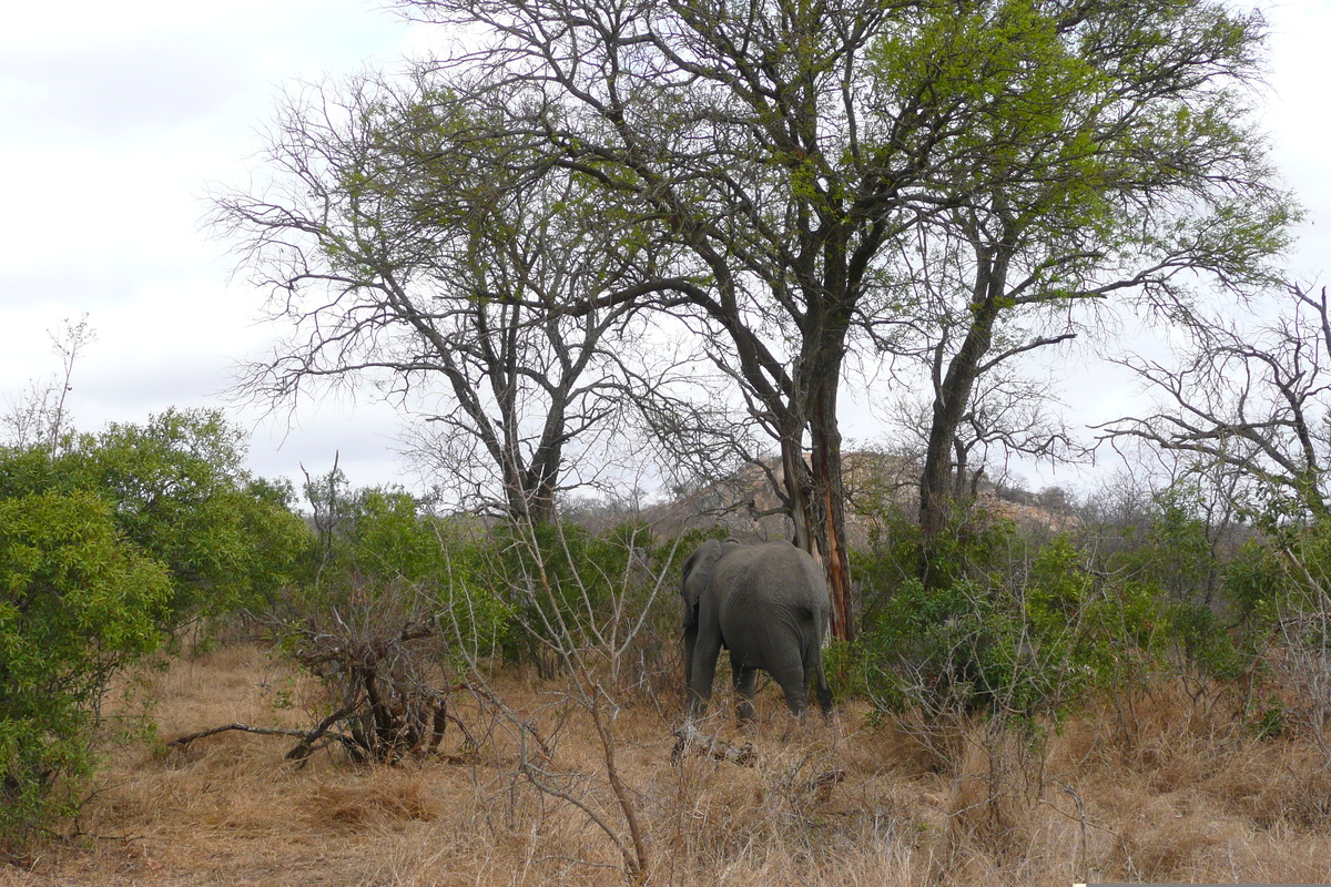 รูปถ่าย แอฟริกาใต้(South Africa) อุทยานแห่งชาติครูเกอร์(Kruger National Park) 2008-09 88