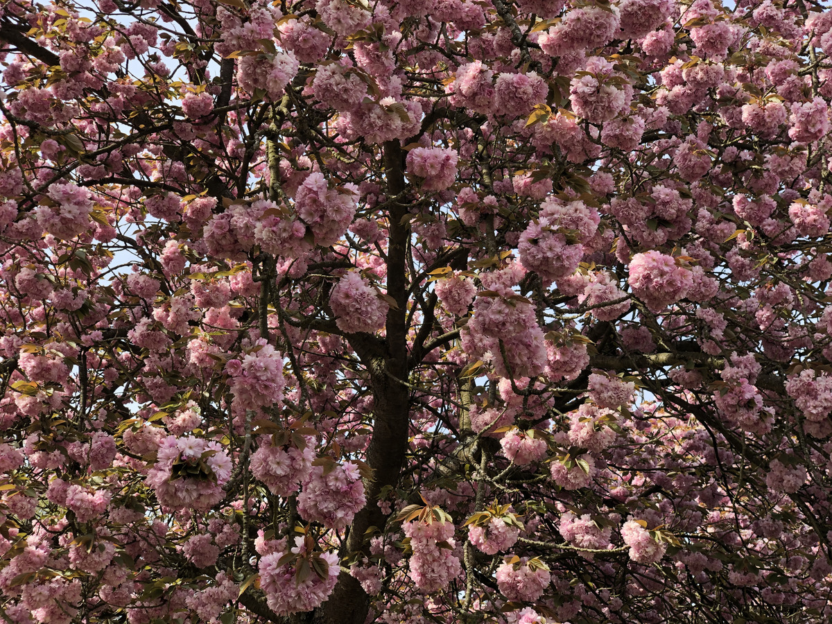 รูปถ่าย ฝรั่งเศส(France) สวนโซ(Parc de Sceaux) 2019-04 93