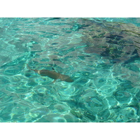 รูปถ่าย เฟรนช์โพลี่นีเซีย(Polynesia) มูเรีย(Moorea) 2006-04 95