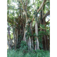 รูปถ่าย นิวแคลิโดเนีย(New Caledonia) 2010-05 97