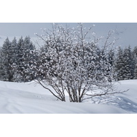 รูปถ่าย ฝรั่งเศส(France) เลทรัววาเล(Les 3 Vallees) 2013-03 388