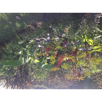 รูปถ่าย ฝรั่งเศส(France) ปารีส(Paris) สวนพันธ์ุพืช(Jardin des Plantes) 2014-09 2