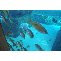 รูปถ่าย สหรัฐอาหรับเอมิเรตส์(United Arab Emirates) ดูไบ(Dubai) โรงแรมแอตแลนติส(Atlantis Hotel) 2014-02 227