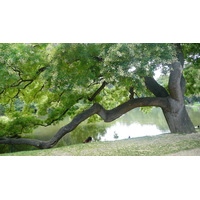 รูปถ่าย ฝรั่งเศส(France) ปารีส(Paris) สวนบุต-โชมง(Parc des Buttes Chaumont) 2007-08 206