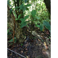 รูปถ่าย คอสตาริกา(Costa Rica) มานวยล์อันโตนีโอ(Manuel Antonio) 2015-03 408