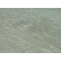 รูปถ่าย นิวแคลิโดเนีย(New Caledonia) เกาะลีฟู(Lifou) อ่าวเต่า(Baie des tortues) 2010-05 19