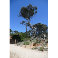 รูปถ่าย ฝรั่งเศส(France) เกาะปอร์เกอรอล(Porquerolles Island) หาดกูร์ตาด(Courtade beach) 2008-05 63