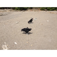 รูปถ่าย คอสตาริกา(Costa Rica) 2015-03 24