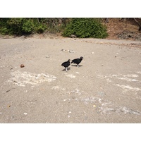 รูปถ่าย คอสตาริกา(Costa Rica) มอนเตซูมา(Montezuma) 2015-03 225