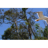 รูปถ่าย ฝรั่งเศส(France) เกาะปอร์เกอรอล(Porquerolles Island) หาดกูร์ตาด(Courtade beach) 2008-05 61