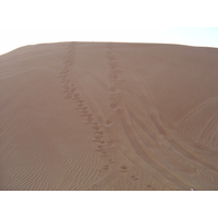 รูปถ่าย สหรัฐอาหรับเอมิเรตส์(United Arab Emirates) อาเลอิน(Al Ain) ทะเล(Desert) 2005-11 8
