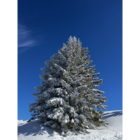 รูปถ่าย ฝรั่งเศส(France) เมแฌฟว์(Megeve) 2022-02 1
