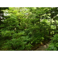 รูปถ่าย ญี่ปุ่น(Japan) โตเกียว(Tokyo) พิพิธภัณฑ์เนซุ(Nezu Museum) 2010-06 93