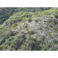 รูปถ่าย นิวแคลิโดเนีย(New Caledonia) ถนนจากทีโอไปกานาลา(Thio to Canala road) 2010-05 28
