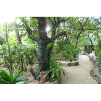 รูปถ่าย ฟิจิ(Fiji) เกาะบีชโคมเบอร์(Beachcomber Island) 2010-05 49