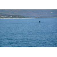 รูปถ่าย แอฟริกาใต้(South Africa) เฮอร์มานัส(Harmanus) 2008-09 112