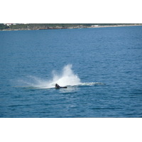 รูปถ่าย แอฟริกาใต้(South Africa) เฮอร์มานัส(Harmanus) 2008-09 75
