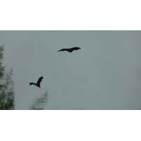 รูปถ่าย เซเชลส์(Seychelles) เกาะกูรีเยิซ(Curieuse) 2011-10 21