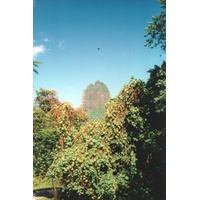 รูปถ่าย เฟรนช์โพลี่นีเซีย(Polynesia) 1993-04 6