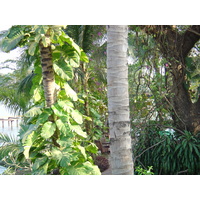 รูปถ่าย พม่า(Myanmar) ย่างกุ้ง(Yangon) โรงแรมกันดอจีพาเลซ(Kandawgyi Palace Hotel) 2005-01 5