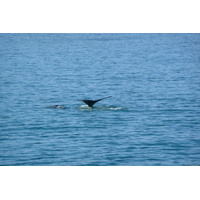 รูปถ่าย แอฟริกาใต้(South Africa) เฮอร์มานัส(Harmanus) 2008-09 88