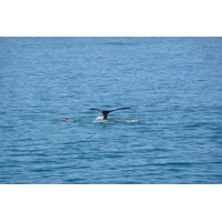 รูปถ่าย แอฟริกาใต้(South Africa) เฮอร์มานัส(Harmanus) 2008-09 193