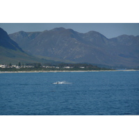 รูปถ่าย แอฟริกาใต้(South Africa) เฮอร์มานัส(Harmanus) 2008-09 157