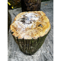รูปถ่าย สิงคโปร์(Singapore) สวนพฤกษศาสตร์สิงคโปร์(Singapore Botanic Gardens) 2023-01 28