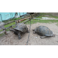 รูปถ่าย เซเชลส์(Seychelles) เกาะกูรีเยิซ(Curieuse) 2011-10 30