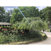 รูปถ่าย ฝรั่งเศส(France) ปารีส(Paris) สวนมงโซ(Monceau Garden) 2020-06 1