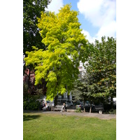 รูปถ่าย อังกฤษ(United Kingdom) ลอนดอน(London) จัตุรัสโซโห(Soho Square) 2007-09 52